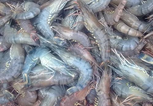 梦见死虾