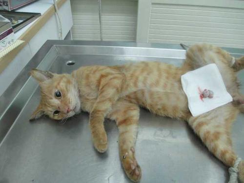 梦见自己养猫了
