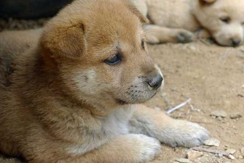 孕妇梦见小黄狗