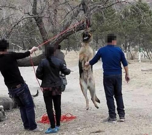 梦见别人杀狗