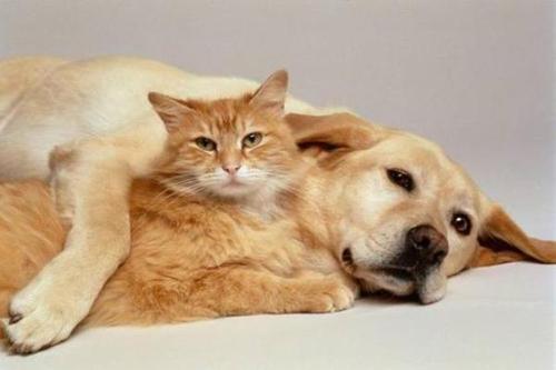 梦见猫和狗同时出现