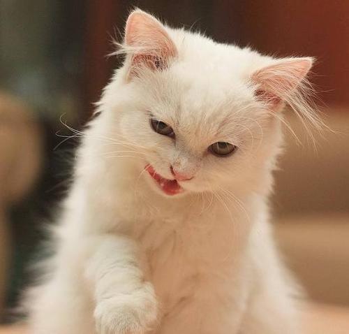 梦见猫特别喜欢我