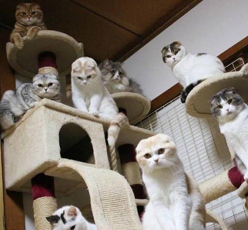 梦见一群猫