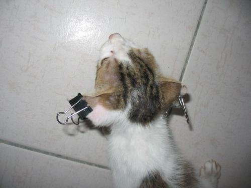 梦见把猫打死了