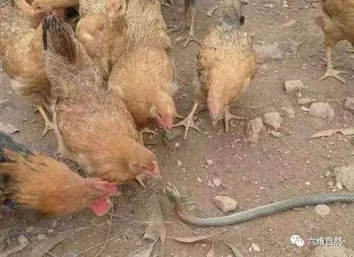 梦见被鸡啄
