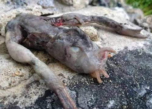 梦见不认识的死尸