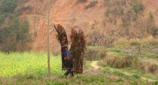 梦见上山砍柴