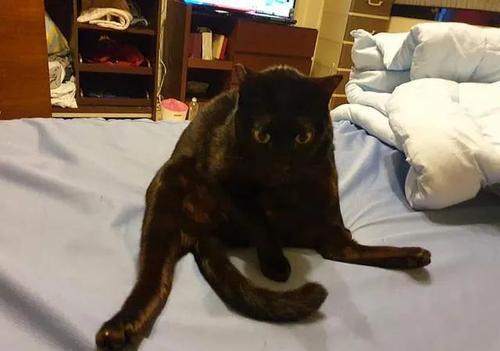 梦见被黑猫咬