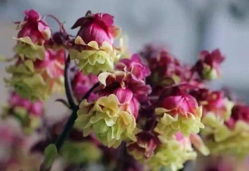 梦见吃花