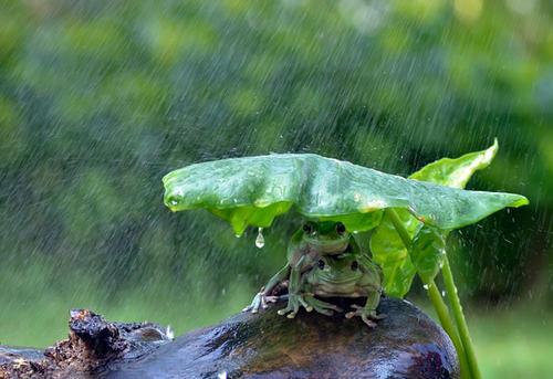 梦见避雨