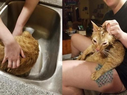梦见打死猫
