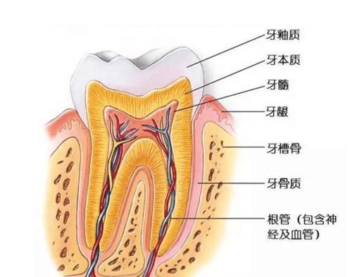 梦见牙齿里抽出线