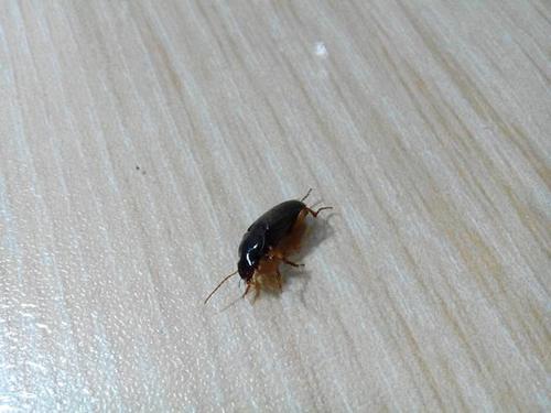 梦见小飞虫