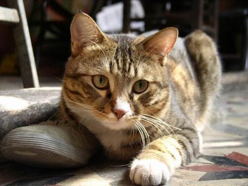 梦见花猫