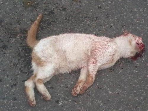 梦见被车撞死