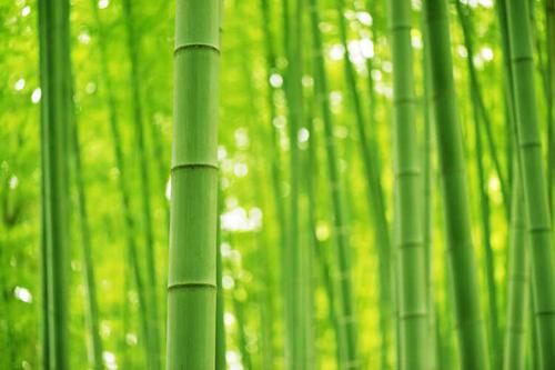 梦见砍绿竹