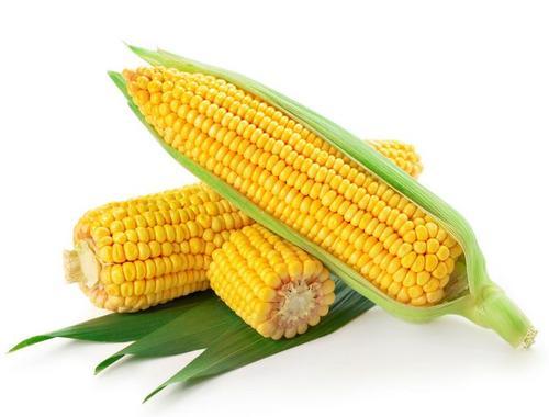 梦见玉米棒