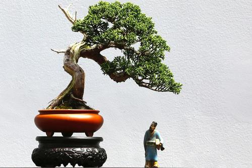 梦见盆景
