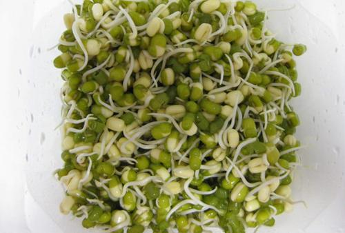 梦见绿豆芽