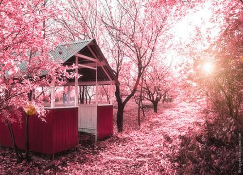 梦见花树