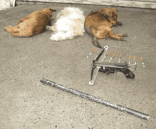 梦见狗中毒死亡