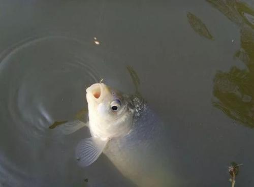梦见鱼吃食