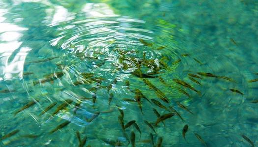 梦见鱼在浅水中挣扎