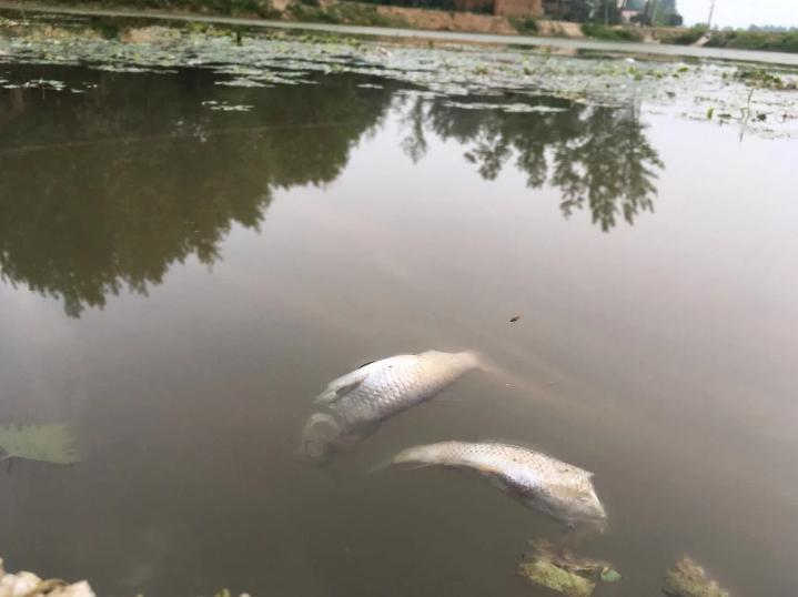 梦见鱼死了