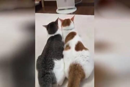 梦见猫喝热水被烫到