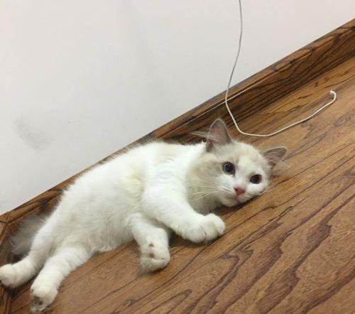 梦见布偶猫跟自己回家