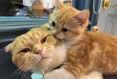 梦见一群小奶猫