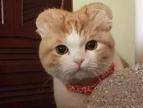 梦见自己变成猫