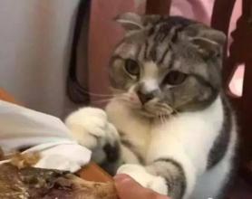 梦见猫啃骨头