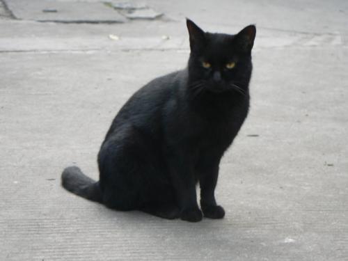 梦见黑猫喝水