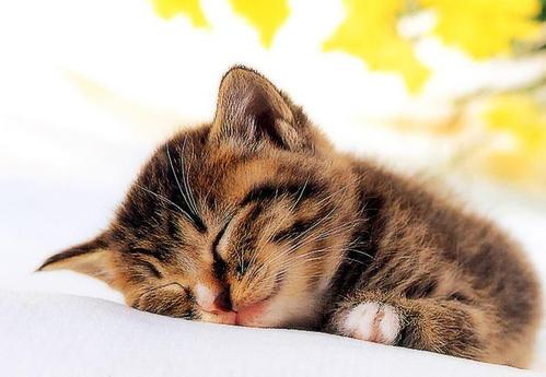 梦见猫血