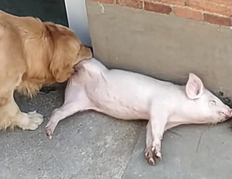 梦见在追猪