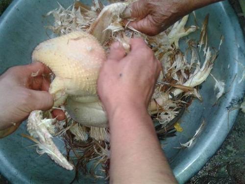梦见拔鸡毛