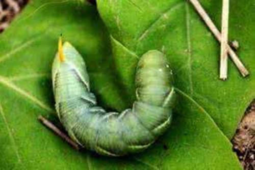 梦见绿色大虫