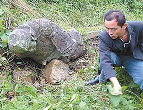 梦见乌龟分尸