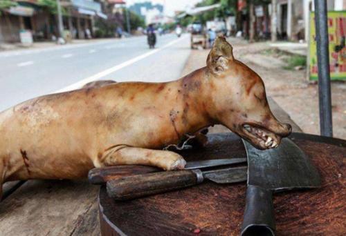 梦见别人吃狗肉