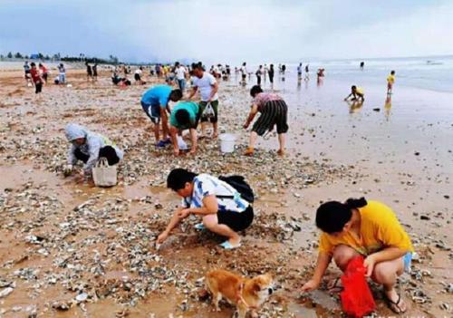 梦见捡海鲜