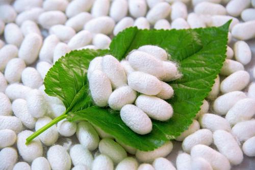 梦见蚕茧