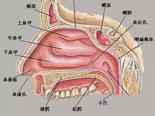 梦见自己鼻子不通气