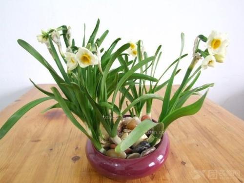 孕妇梦见水仙花