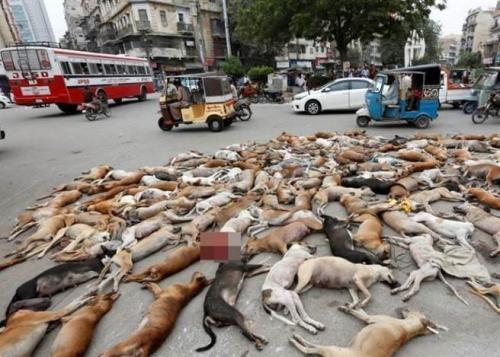 梦见一群死人在马路上