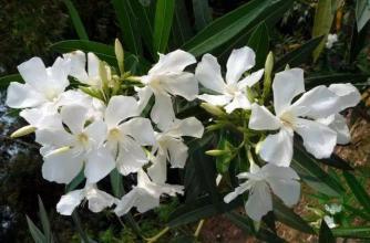 梦见白花死人