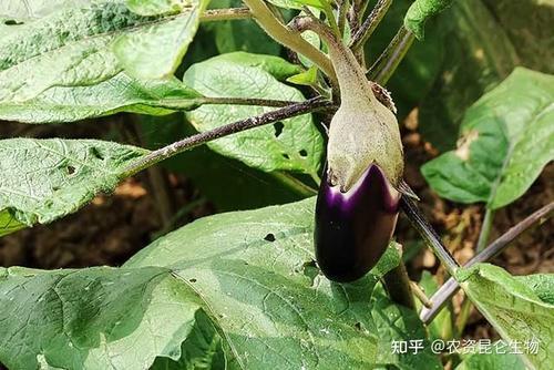 梦见家里种了茄子