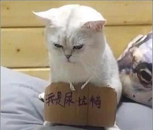 梦见拉屎在被子里