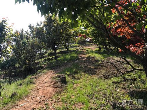 梦见下山没路