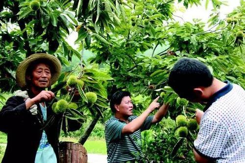 梦见上山摘板栗
